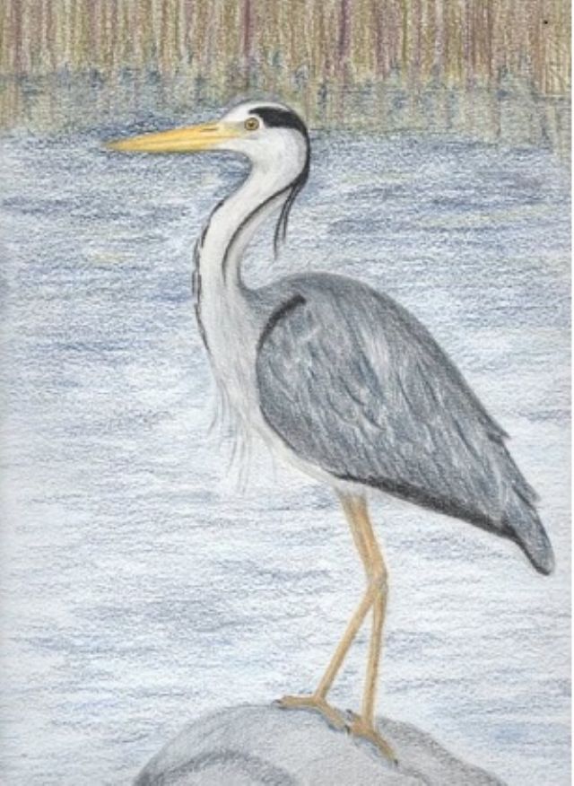 Matite colorate - Airone cenerino